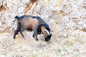 goat in Ardeche, France