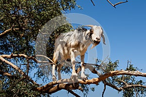 Goat in Argan Argania spinosa tree, Morocco