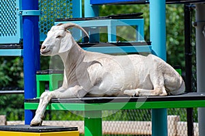Goat at the Assiniboine Park Zoo, Winnipeg, Manitoba, Canada