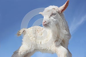 Goat baby
