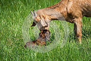 Goat baby a newborn and mother goat