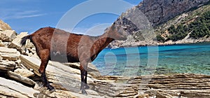 goat on beach