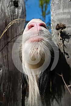 Goat behind the wooden fence