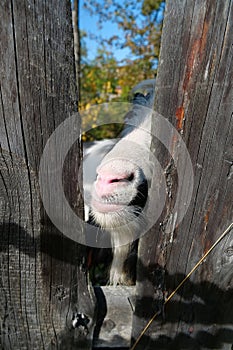 Goat behind the wooden fence