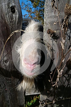 Goat behind the wooden fence