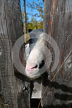 Goat behind the wooden fence