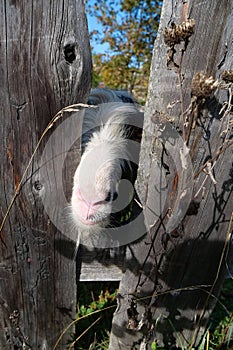 Goat behind the wooden fence