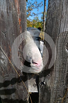 Goat behind the wooden fence