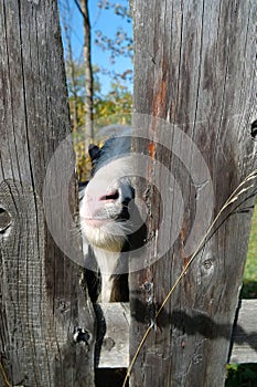 Goat behind the wooden fence