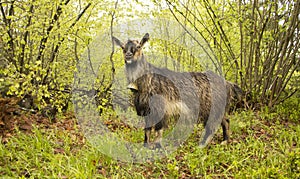 Goat with a bell around his neck in the woods