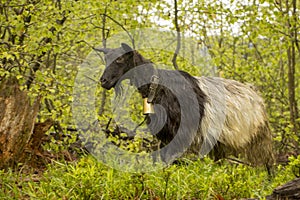 Goat with a bell around his neck in the woods