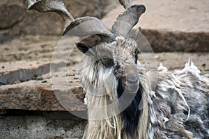 Goat with big hornes, grey stones background.