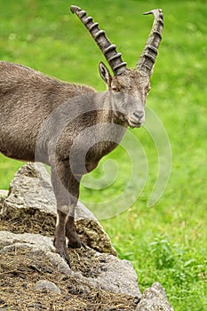 Goat with big Horns