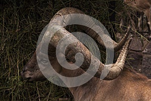 Goat with big horns eating grass