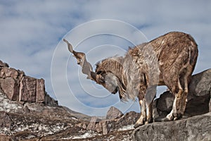 A goat with big horns mountain goat marchur stands alone on a rock, mountain landscape and blue sky. Allegory on scapegoat