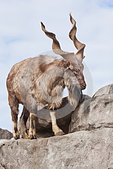 A goat with big horns mountain goat marchur stands alone on a rock, mountain landscape and sky. Allegory on scapegoat