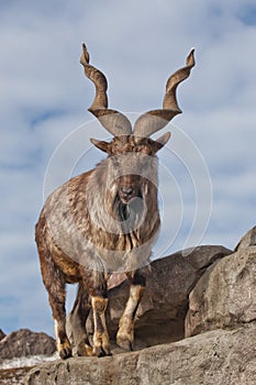 A goat with big horns mountain goat marchur stands alone on a rock, mountain landscape and sky. Allegory on scapegoat