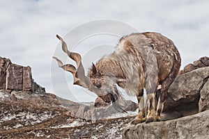 A goat with big horns mountain goat marchur stands alone on a rock, mountain landscape and sky. Allegory on scapegoat