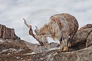 A goat with big horns mountain goat marchur stands alone on a rock, mountain landscape and sky. Allegory on scapegoat