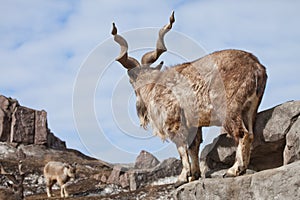 A goat with big horns mountain goat markhur stands on a rock, examining a female goat near the mountain landscape and the blue