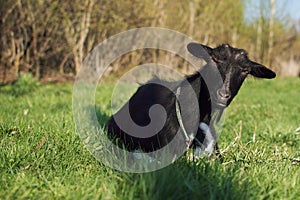 Goat black on a meadow
