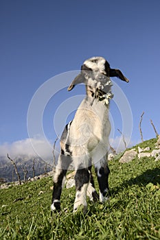 Goat with branch in its mouth in Grazalema, Cadiz. Spain