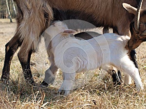 Goat breastfeed cubs