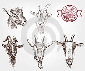 Goat breeding