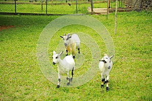 Goat breeding farm. Portrait of white and black goat.White domestick goat