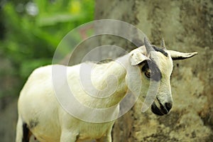 Goat breeding farm. Portrait of white and black goat.White domestick goat