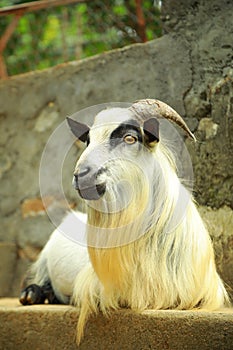 Goat breeding farm. Portrait of white and black goat.White domestick goat