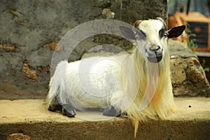 Goat breeding farm. Portrait of white and black goat.White domestick goat
