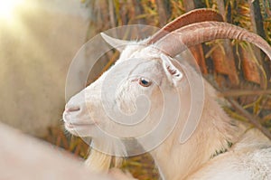 Goat breeding farm. Portrait of white goat.