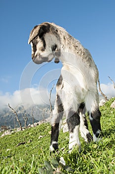 Goat breeding in the mountain of Grazalema in Cadiz. Spain