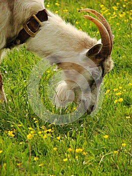 Goat browse in the field