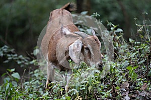 Goat Browsing on the Bushes