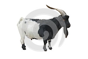 Goat cameroonian photo