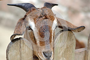 Goat-Capra aegagrus hircus