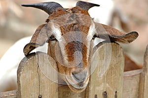 Goat-Capra aegagrus hircus