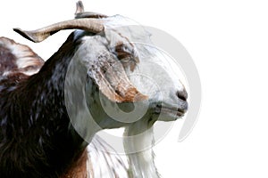 goat (Capra aegagrus hircus