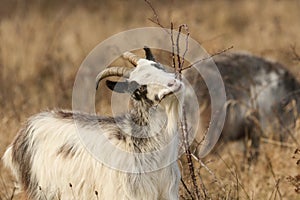 A Goat Capra aegagrus hircus grazing in rough pasture on a thorny bush.