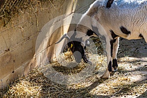 Goat Capra aegagrus hircus in zoo Barcelona