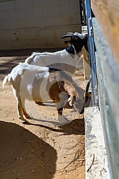 Goat Capra aegagrus hircus in zoo Barcelona