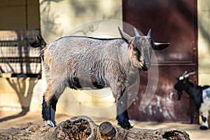 Goat Capra aegagrus hircus in zoo Barcelona