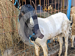 A goat or capra hircus