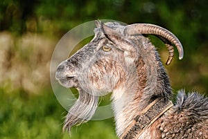 Goat, capra, profile portrait