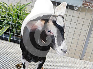 A goat in captivity within a cage flipping its ear