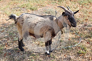 Goat on a chain grazing in a clearing, close-up