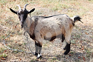 Goat on a chain grazing in a clearing, close-up