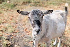 Goat on a chain grazing in a clearing, close-up
